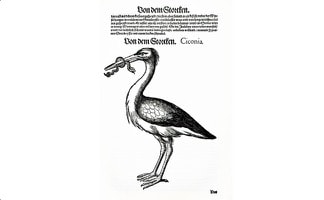 Weissstorch-aus-Das-Vogelbuch-von-Conrad-Gessner